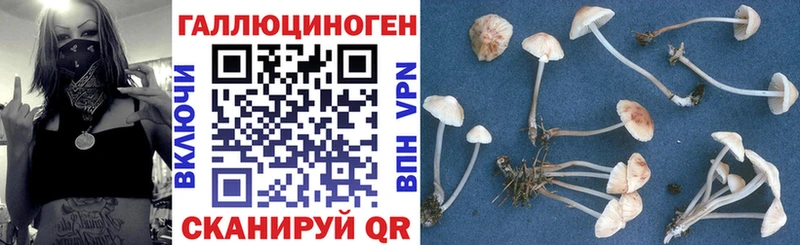 Купить где  Апатиты  Псилоцибиновые грибы MAGIC MUSHROOMS 